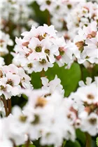 Bergenia cordifolia 'Schneekristall' - Garten-Bergenie 'Schneekristall' Bergenia cordifolia 'Schneekristall' - Garten-Bergenie 'Schneekristall'