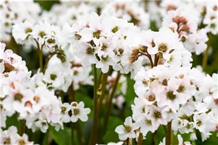 Bergenia cordifolia 'Schneekristall' - Garten-Bergenie 'Schneekristall' Bergenia cordifolia 'Schneekristall' - Garten-Bergenie 'Schneekristall'