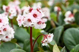 Bergenia cordifolia 'Silberlicht' - Garten-Bergenie 'Silberlicht'