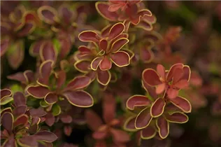 Berberis thunbergii 'Admiration'® - Berberitze 'Admiration'®