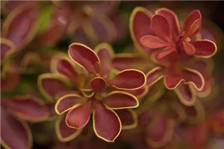 Berberis thunbergii 'Admiration'® - Berberitze 'Admiration'®
