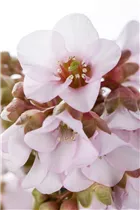 Bergenia cordifolia 'Spring Fling' - Bergenie 'Spring Fling'