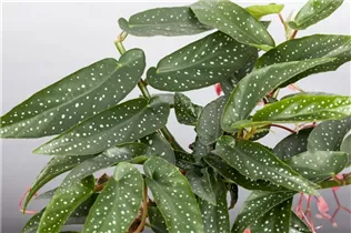 Begonia corallina 'Tamaya' - Korallen-Begonie 'Tamaya' Begonia corallina 'Tamaya' - Korallen-Begonie 'Tamaya'