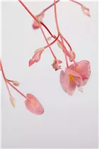 Begonia corallina 'Tamaya' - Korallen-Begonie 'Tamaya' Begonia corallina 'Tamaya' - Korallen-Begonie 'Tamaya'