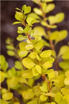 Berberis thunbergii 'Aurea' - Gelbe Zwergberberitze 'Aurea' Berberis thunbergii 'Aurea' - Gelbe Zwergberberitze 'Aurea'