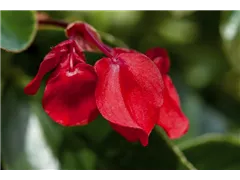 Begonia 'Dragon Wing Red' - Drachenflügelbegonie 'Dragon Wing Red' Begonia 'Dragon Wing Red' - Drachenflügelbegonie 'Dragon Wing Red'