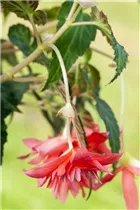 Begonia x tuberhybrida hängend - Hängebegonie