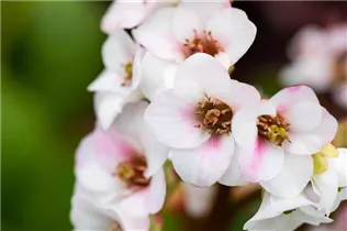 Bergenia 'Jelle' - Bergenie