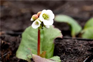 Bergenia 'Jelle' - Bergenie