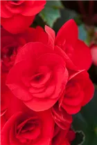 Begonia elatior 'Baladin'® - Begonie 'Baladin'®