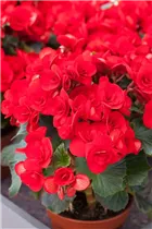 Begonia elatior 'Baladin'® - Begonie 'Baladin'®