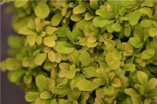 Berberis thunbergii 'Golden Nugget'® - Berberitze 'Golden Nugget'®