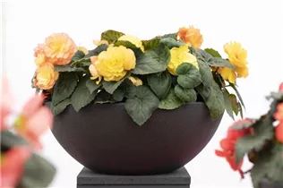 Begonia x tuberhybrida 'Prism' - Begonie 'Prism'