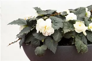 Begonia x tuberhybrida 'Prism' - Begonie 'Prism'