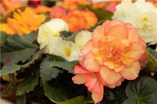Begonia x tuberhybrida 'Prism' - Begonie 'Prism'