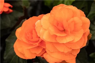 Begonia x tuberhybrida 'Prism' - Begonie 'Prism'