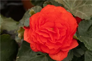 Begonia x tuberhybrida 'Prism' - Begonie 'Prism'