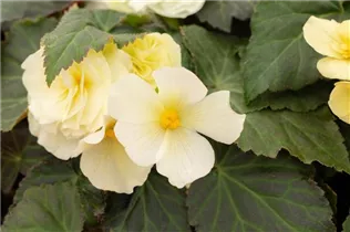 Begonia x tuberhybrida 'Prism' - Begonie 'Prism'