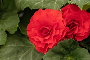 Begonia x tuberhybrida 'Prism' - Begonie 'Prism'