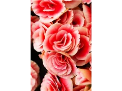 Begonia elatior 'Borias'® - Juwel-Begonie Begonia elatior 'Borias'® - Juwel-Begonie