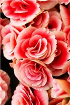 Begonia elatior 'Borias'® - Juwel-Begonie Begonia elatior 'Borias'® - Juwel-Begonie