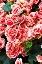 Begonia elatior 'Borias'® - Juwel-Begonie Begonia elatior 'Borias'® - Juwel-Begonie