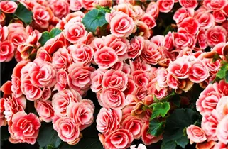 Begonia elatior 'Borias'® - Juwel-Begonie Begonia elatior 'Borias'® - Juwel-Begonie