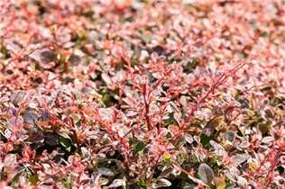 Berberis thunbergii 'Harlequin' - Berberitze 'Harlequin'