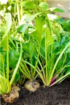 Beta vulgaris ssp. vulgaris 'Avalanche' - Weiße Bete 'Avalanche' Beta vulgaris ssp. vulgaris 'Avalanche' - Weiße Bete 'Avalanche'