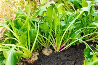 Beta vulgaris ssp. vulgaris 'Avalanche' - Weiße Bete 'Avalanche' Beta vulgaris ssp. vulgaris 'Avalanche' - Weiße Bete 'Avalanche'
