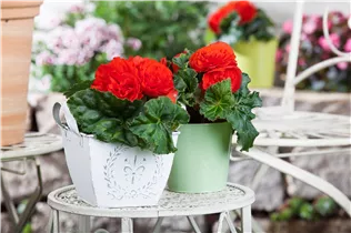 Begonia x tuberhybrida, gefüllt - Gefülltblühende Begonie