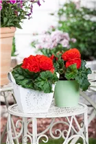 Begonia x tuberhybrida, gefüllt - Gefülltblühende Begonie