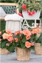 Begonia x tuberhybrida, gefüllt - Gefülltblühende Begonie