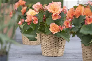 Begonia x tuberhybrida, gefüllt - Gefülltblühende Begonie
