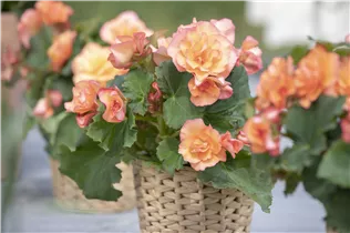 Begonia x tuberhybrida, gefüllt - Gefülltblühende Begonie