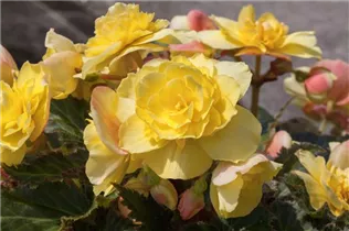 Begonia x tuberhybrida, gelb - Begonia x tuberhybrida, gelb