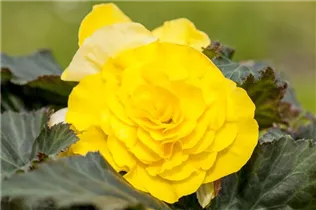 Begonia x tuberhybrida, gelb - Begonia x tuberhybrida, gelb