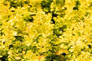 Berberis thunbergii 'Maria'(s) - Berberitze 'Maria'(s)
