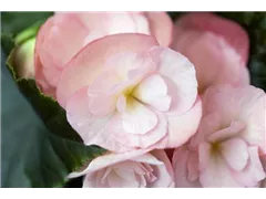 Begonia elatior 'Dragone' - Begonie 'Dragone' Begonia elatior 'Dragone' - Begonie 'Dragone'