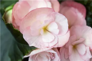 Begonia elatior 'Dragone' - Begonie 'Dragone' Begonia elatior 'Dragone' - Begonie 'Dragone'