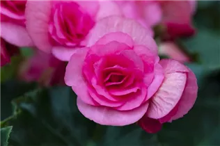 Begonia elatior 'Dragone' - Begonie 'Dragone' Begonia elatior 'Dragone' - Begonie 'Dragone'