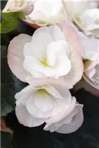 Begonia elatior 'Dragone' - Begonie 'Dragone' Begonia elatior 'Dragone' - Begonie 'Dragone'