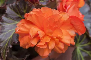 Begonia x tuberhybrida, orange - Begonia x tuberhybrida, orange
