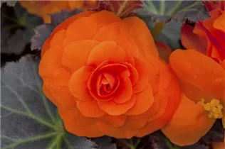 Begonia x tuberhybrida, orange - Begonia x tuberhybrida, orange
