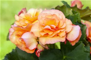 Begonia x tuberhybrida, orange - Begonia x tuberhybrida, orange