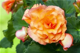 Begonia x tuberhybrida, orange - Begonia x tuberhybrida, orange