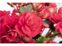 Begonia elatior 'Grace'® - Begonie Begonia elatior 'Grace'® - Begonie