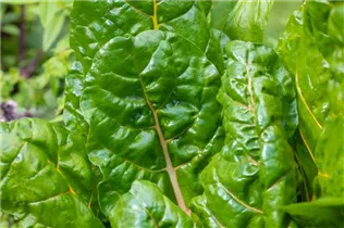Beta vulgaris var. cicla 'Bright Lights' - Blatt-Mangold 'Bright Lights' Beta vulgaris var. cicla 'Bright Lights' - Blatt-Mangold 'Bright Lights'