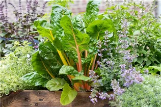 Beta vulgaris var. cicla 'Bright Lights' - Blatt-Mangold 'Bright Lights' Beta vulgaris var. cicla 'Bright Lights' - Blatt-Mangold 'Bright Lights'