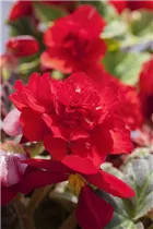 Begonia x tuberhybrida, rot - Begonia x tuberhybrida, rot Begonia x tuberhybrida, rot - Begonia x tuberhybrida, rot